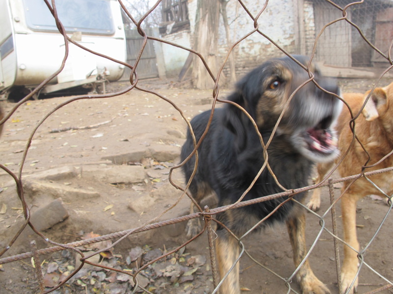 gordana - IKKA M-X, taille moyenne, env. 20 kg, né 2013 Ancien de backa (PENSION GORDANA) NON ADOPTABLE Img_8541