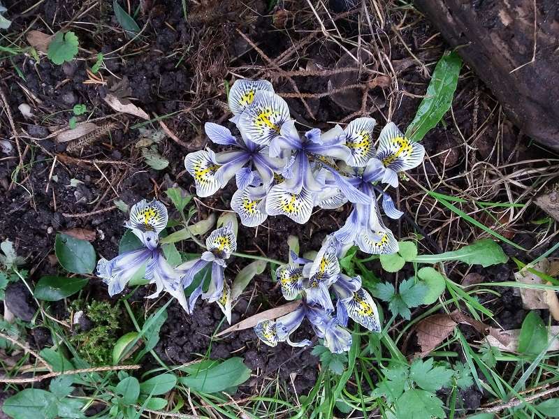 Erste Frühlingsboten im Garten und in Wald und Flur - Seite 57 Iris_c11