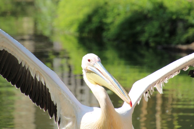 zoo de LILLE Img_0010