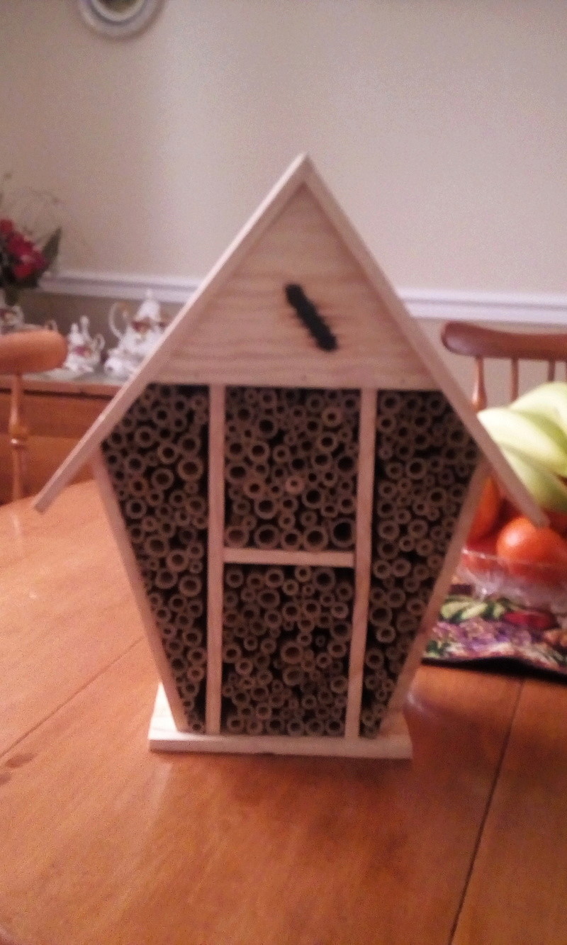 Mason bees - Page 3 Img_2107