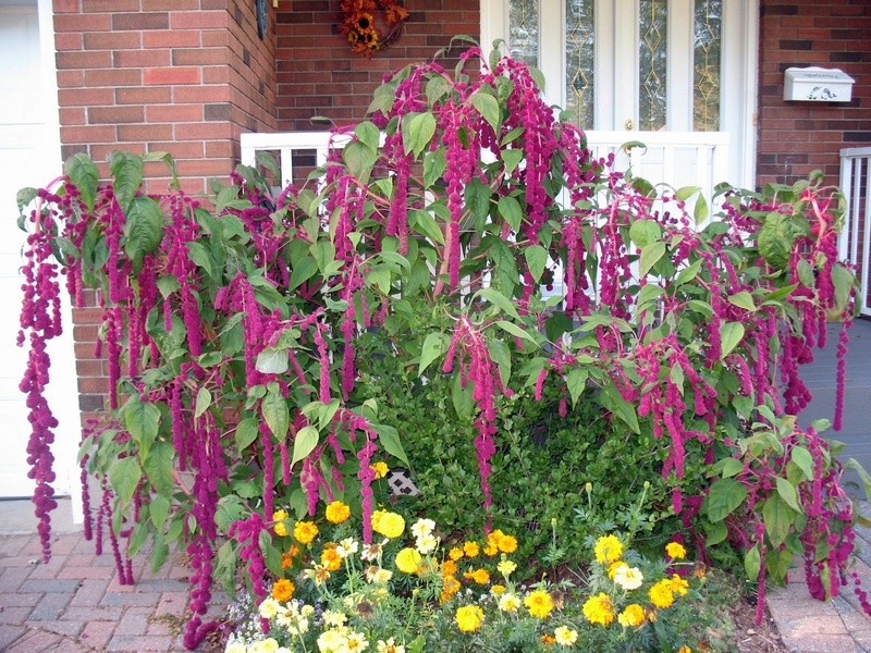 Amaranth - Page 5 Img_4922