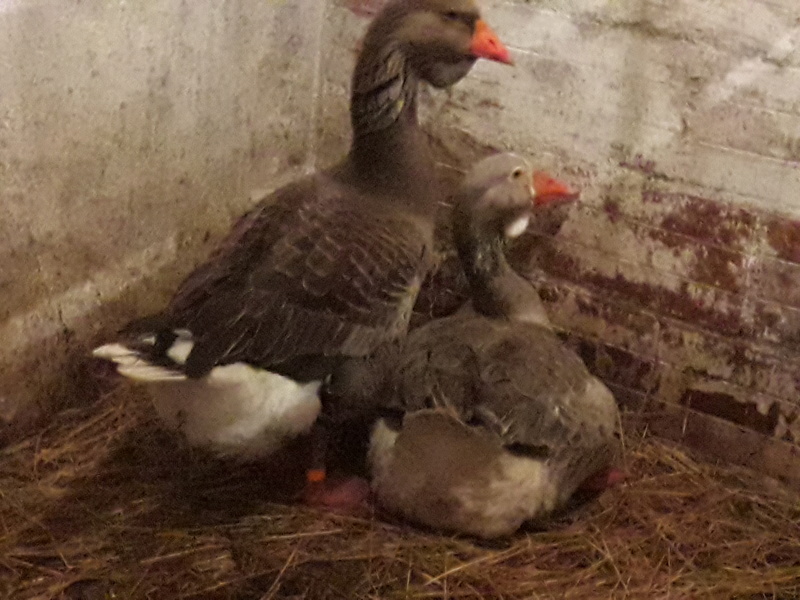 Oies de Toulouse à bavette 2018 20180311