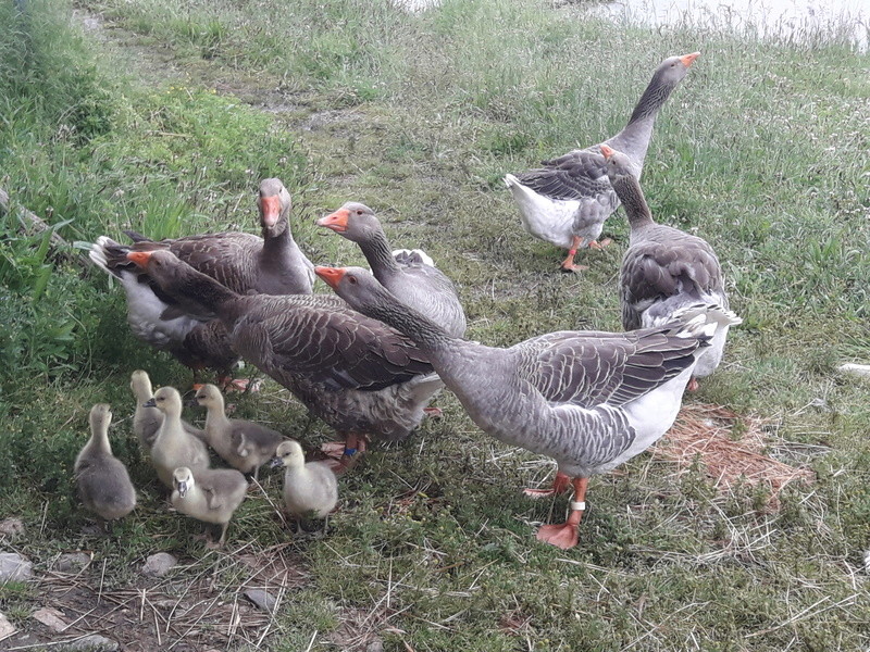 Oies de Toulouse à bavette 2018 20180518