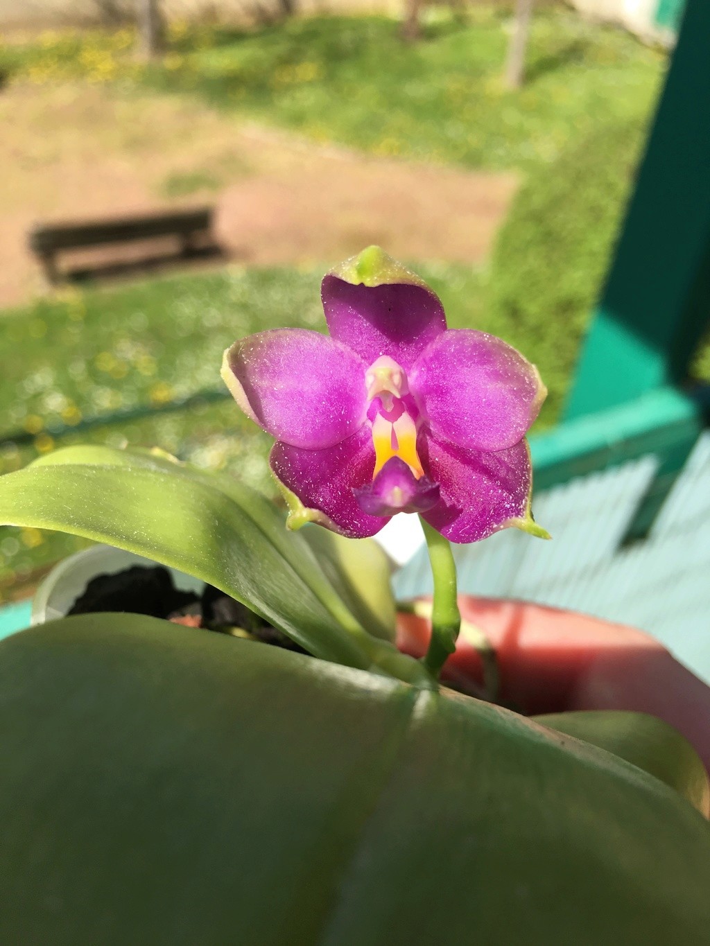 Phalaenopsis violacea 'indigo’ 85ffb910