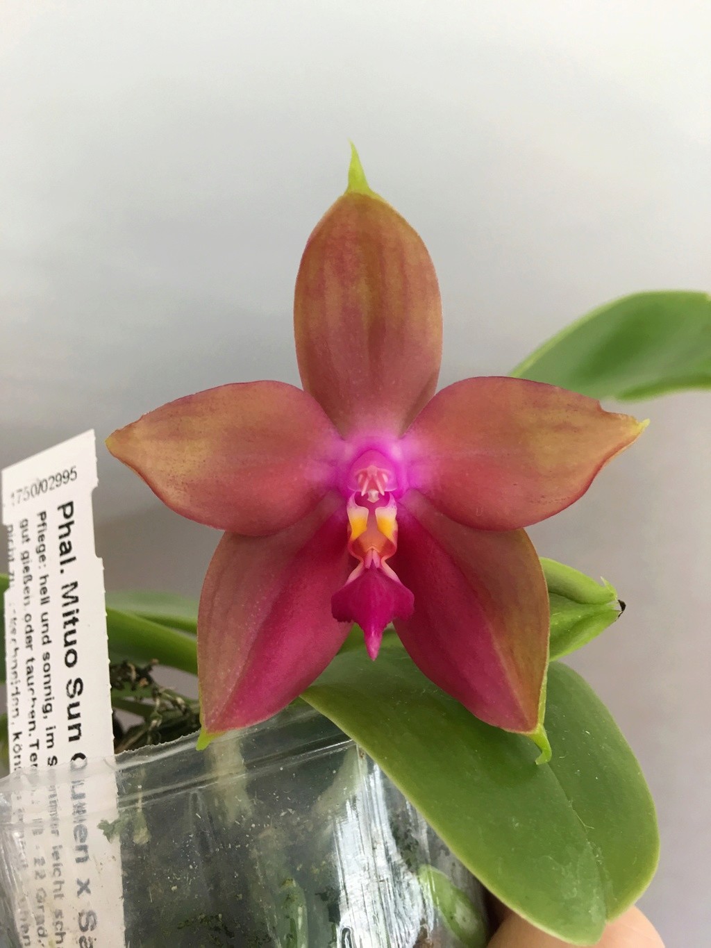 Phalaenopsis Mituo Sun Queen x Samera Cc15e910