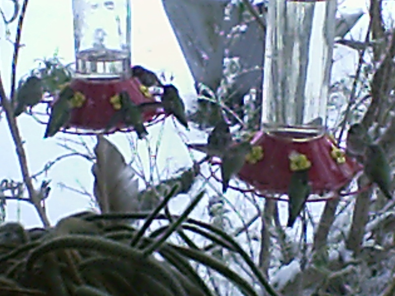 February 18th Snow and hummingbirds Rca_0010