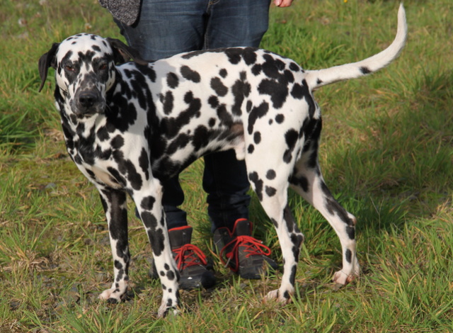 JERRY, type dalmatien 3 ans - M Img_5812