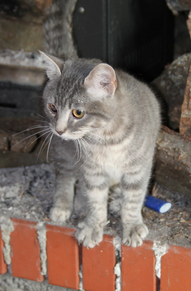 NARCISSE, europeenne gris tabby, 1 an, F Img_6237