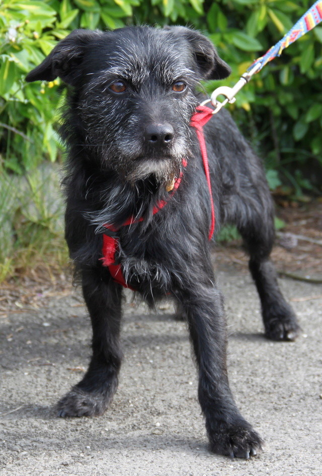 FALCO, croisé griffon, 2 ans, M Img_6256