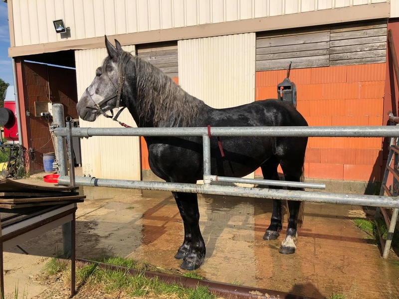 (Dept 87) FALCO DES FONTS - Percheron PP - Sauvé par Amandine_Framboise (Décembre 2015) - Page 23 1211