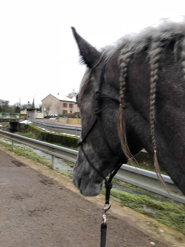 (Dept 87) FALCO DES FONTS - Percheron PP - Sauvé par Amandine_Framboise (Décembre 2015) - Page 22 27935710