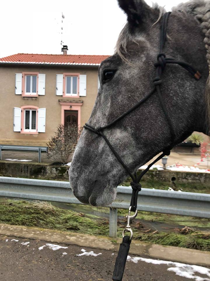 (Dept 87) FALCO DES FONTS - Percheron PP - Sauvé par Amandine_Framboise (Décembre 2015) - Page 22 28000910