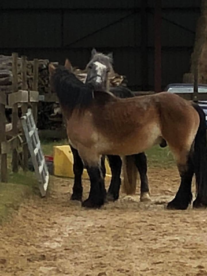 (Dept 87) FALCO DES FONTS - Percheron PP - Sauvé par Amandine_Framboise (Décembre 2015) - Page 23 29791410