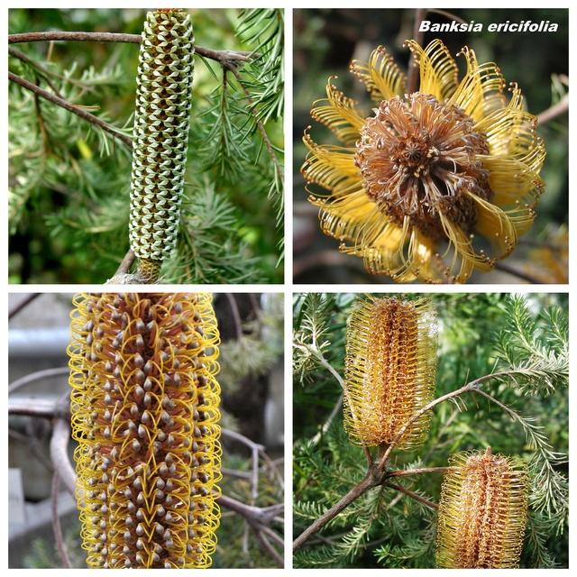 Banksia ericifolia Collag14