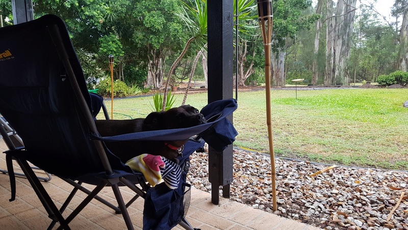 Rosie chilling out at home on a rainy day C733a110