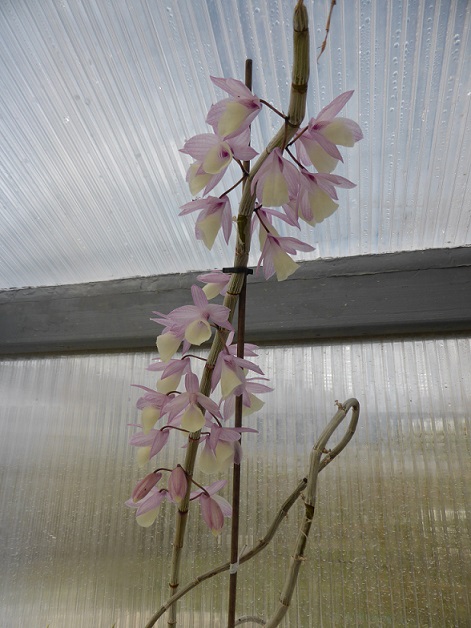 Dendrobium aphyllum P1120511