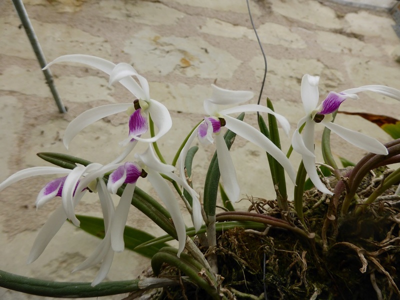 Leptotes bicolor  P1120911