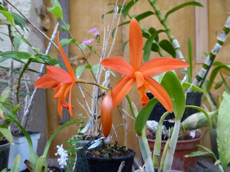 cattleya harpophylla P1130014