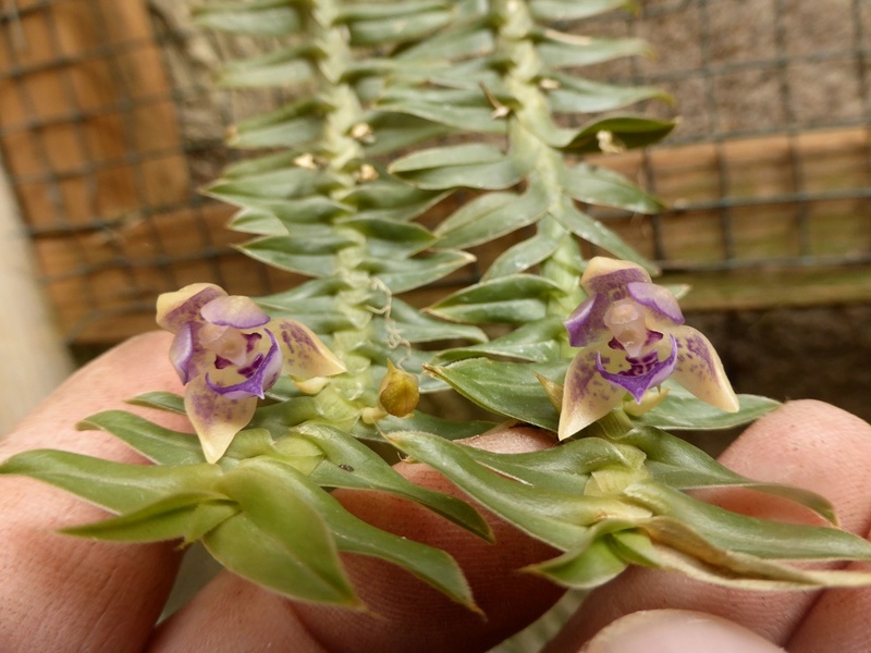 Dichaea muricata P1130015