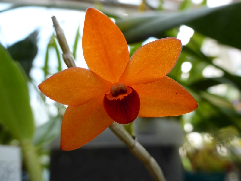 Dendrobium mohlianum P1130017