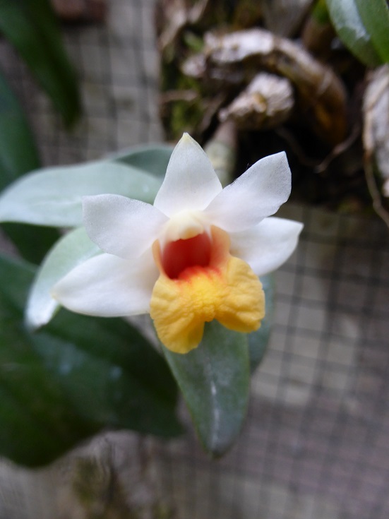 Dendrobium bellatulum P1130410