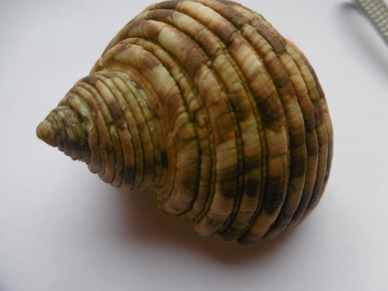 Turbo setosus Gmelin, 1791 P1000911