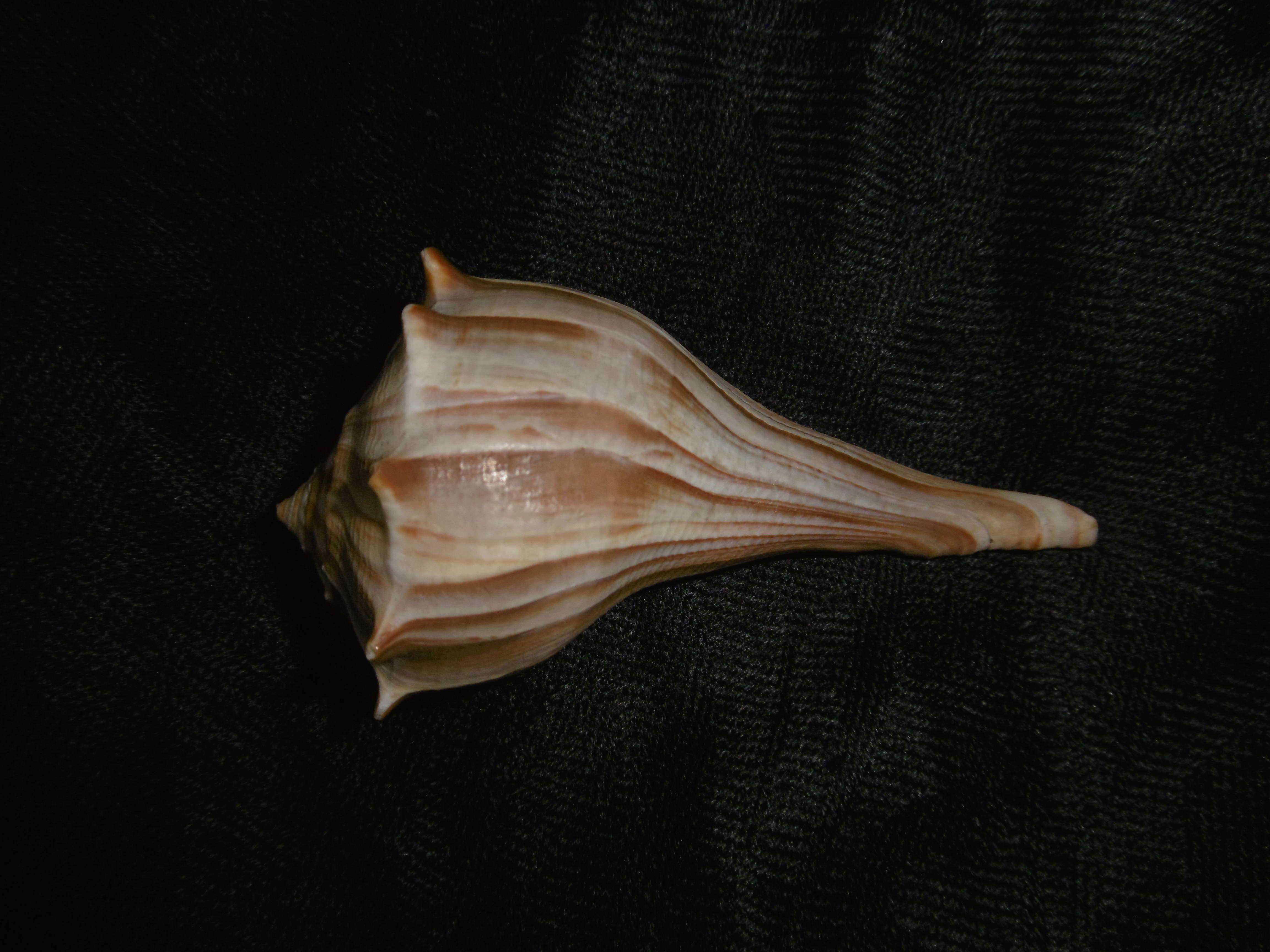 Busyconidae Sinistrofulgur perversum (Linnaeus, 1758)  P1000935