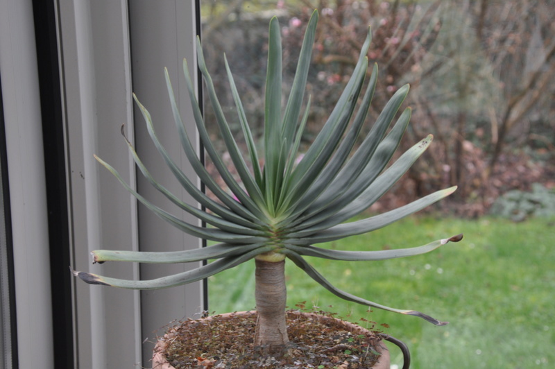 Aloe plicatilis - Page 3 Dsc_0311