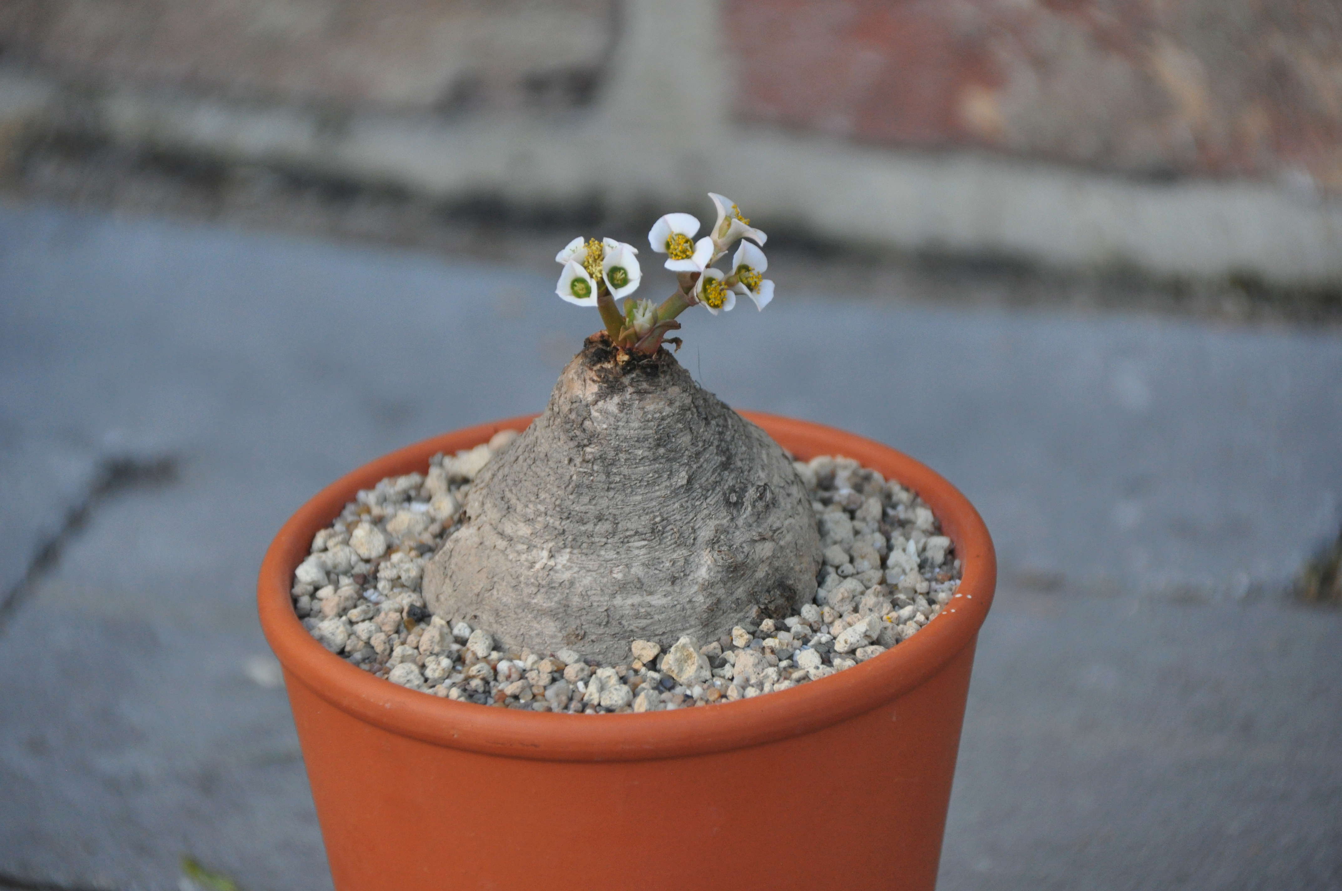 Euphorbia primulifolia Dsc_0510