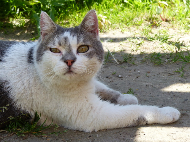 DOLLY - Bleue et blanche (2012) Dolly_14