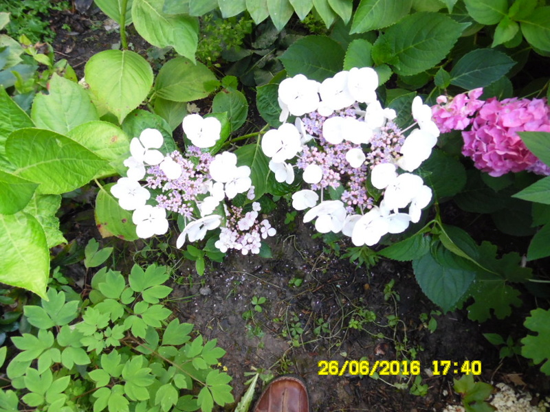 un lieu ,,,,,  des plantes ,,,,,  des fleurs,,,, a decouvrir - Page 2 Sam_0661