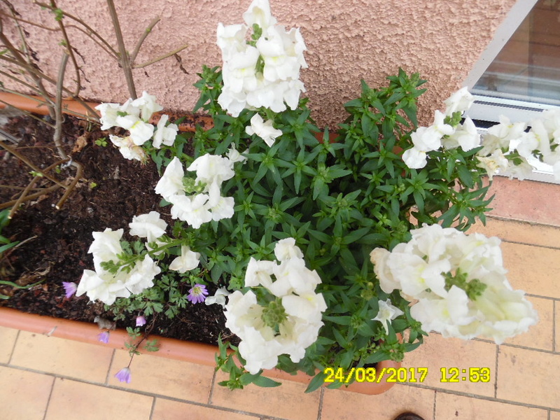 un lieu ,,,,,  des plantes ,,,,,  des fleurs,,,, a decouvrir - Page 4 Sam_1113