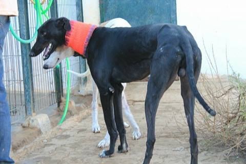 MULETILLA, 2 ans, un beau et tendre noiraud  Muleti11