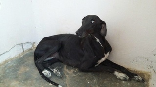 VICTORIA, 2 ans, PERLE NOIRE TRES TIMIDE Victor13