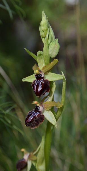 Les Pouilles 04 2018 part 1 - Le Gargano Ophrys13