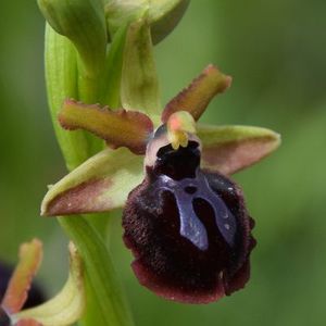 Les Pouilles 04 2018 part 1 - Le Gargano Ophrys28