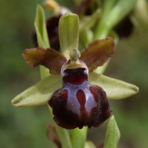 Les Pouilles 04 2018 part 1 - Le Gargano Ophrys30