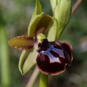 Les Pouilles 04 2018 part 1 - Le Gargano Ophrys37