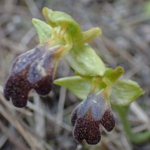 Les Pouilles 04 2018 part 1 - Le Gargano Ophrys63