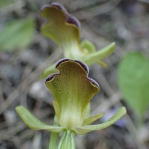 Les Pouilles 04 2018 part 1 - Le Gargano Ophrys64