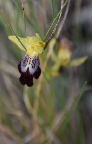 Les Pouilles 04 2018 part 1 - Le Gargano Ophrys69