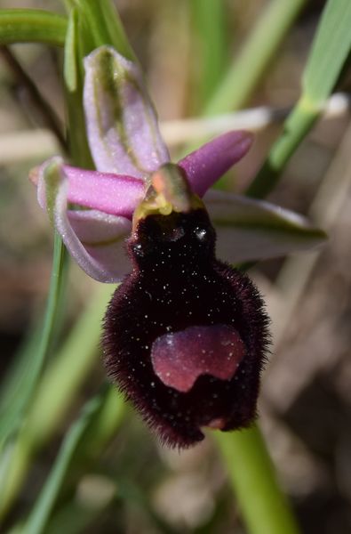 Les Pouilles 04 2018 part 1 - Le Gargano Ophrys75