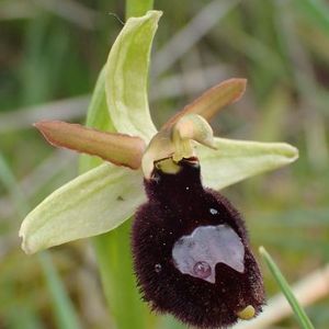 Les Pouilles 04 2018 part 1 - Le Gargano Ophrys80