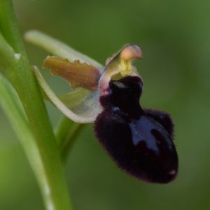 Les Pouilles 04 2018 part 1 - Le Gargano Ophrys87