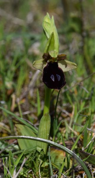 Les Pouilles 04 2018 part 1 - Le Gargano Ophrys92