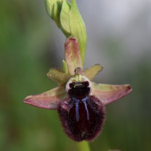 Les Pouilles 04 2018 part 1 - Le Gargano Ophrys97