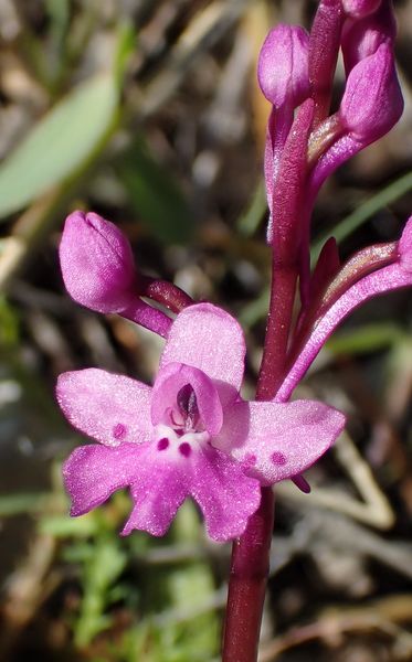 Les Pouilles 04 2018 part 1 - Le Gargano Orchis12