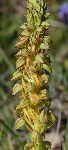 Les Pouilles 04 2018 part 1 - Le Gargano Orchis13