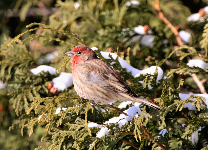 Beaucoup d'activité par temps froid Belle_13