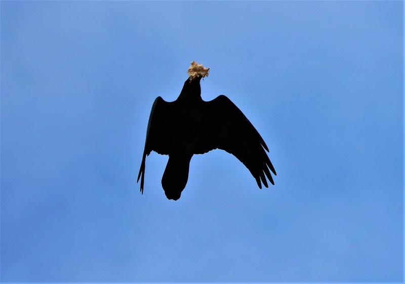 Grand corbeau Img_4411